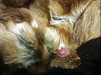 fur gay cum hd coat